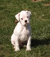 Marshall , a male Boxer for sale in Newville, PA – Photo 2 of 7
