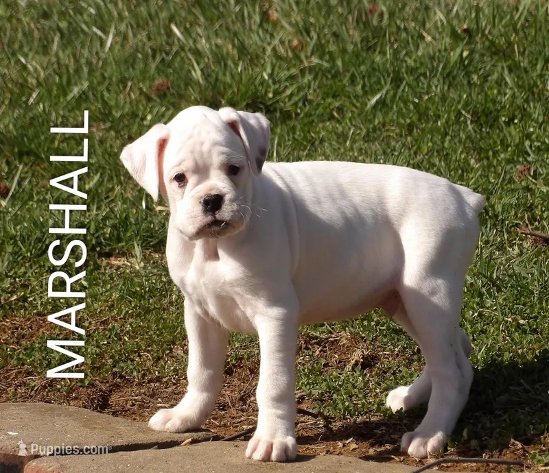Marshall  – Boxer puppy for sale in Newville, PA