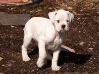 Marshall , a male Boxer for sale in Newville, PA – Photo 5 of 7