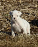 Marshall , a male Boxer for sale in Newville, PA – Photo 3 of 5