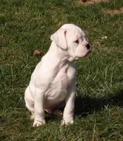 Marshall , a male Boxer for sale in Newville, PA – Photo 4 of 7