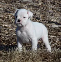 Marshall , a male Boxer for sale in Newville, PA – Photo 2 of 5