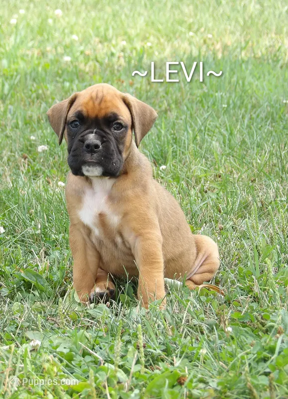 Levi – Boxer puppy for sale in Newville, PA