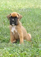 Levi, a male Boxer for sale in Newville, PA – 1 of 4