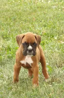King, a male Boxer for sale in Newville, PA – 2 of 5