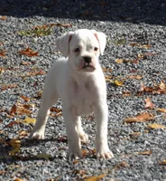 Frisky , a male Boxer for sale in Newville, PA – 3 of 6