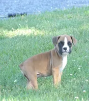 Liz, a female Boxer for sale in Newville, PA – 3 of 4