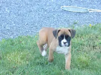 Ace, a male Boxer for sale in Newville, PA – 4 of 4