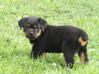 Zoey , a female Rottweiler for sale in Newville, PA – 2 of 5