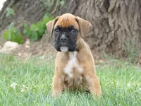 Burt, a male Boxer for sale in Newville, PA – 3 of 5