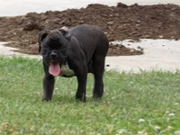 Hunter , a male Boxer for sale in Newville, PA – 2 of 5