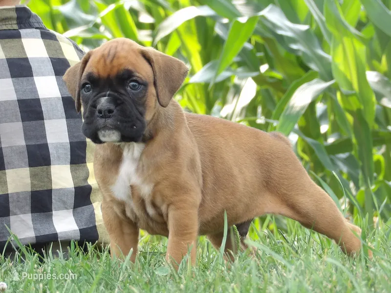 Burt – Boxer puppy for sale in Newville, PA