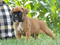 Burt, a male Boxer for sale in Newville, PA – 2 of 5
