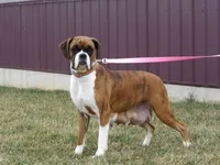 Chunks , a male Boxer for sale in Newville, PA – 5 of 5