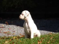 Frisky , a male Boxer for sale in Newville, PA – 4 of 6