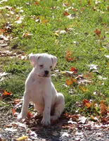 Frisky , a male Boxer for sale in Newville, PA – 2 of 6