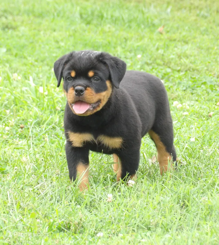 Mack  – Rottweiler puppy for sale in Newville, PA