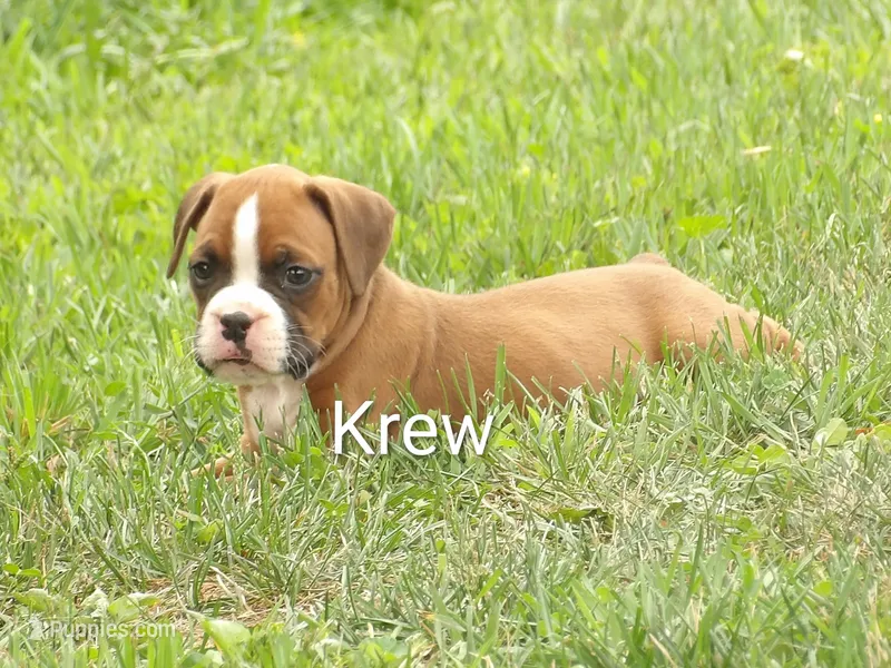 Krew – Boxer puppy for sale in Newville, PA
