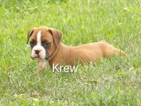 Krew, a male Boxer for sale in Newville, PA – 1 of 5