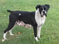 Hunter , a male Boxer for sale in Newville, PA – 4 of 5