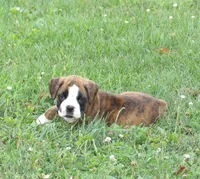 Lilly, a female Boxer for sale in Newville, PA – 3 of 5