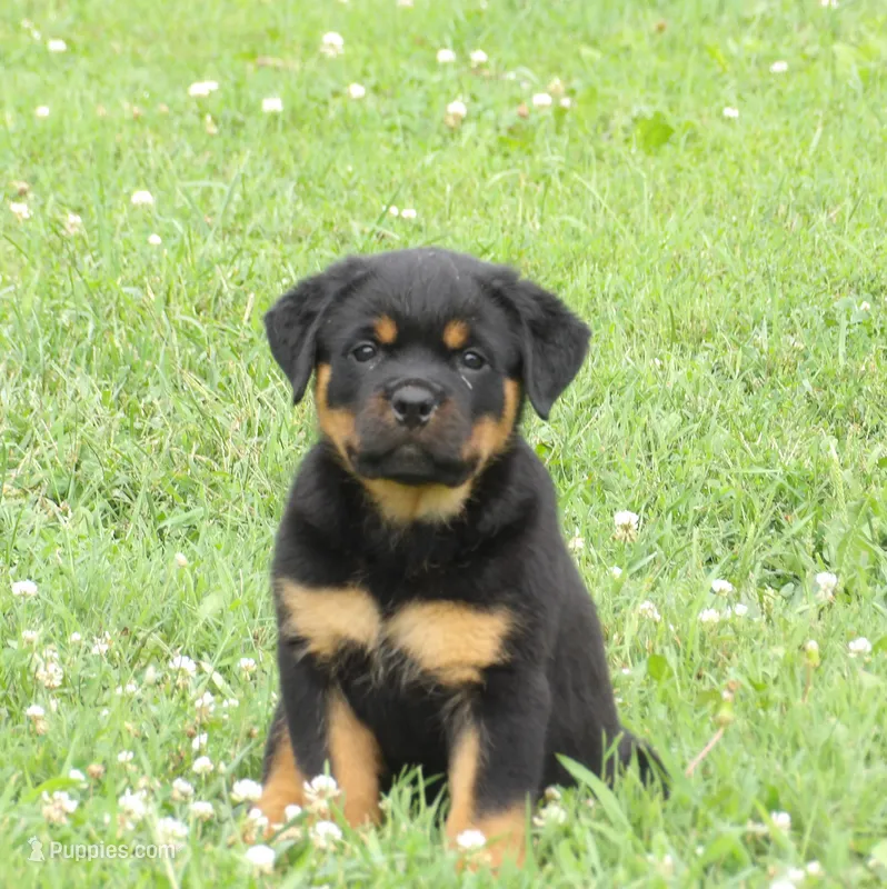 Zoey  – Rottweiler puppy for sale in Newville, PA