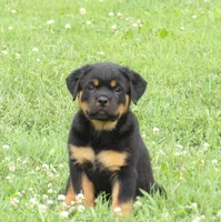 Zoey , a female Rottweiler for sale in Newville, PA – 1 of 5