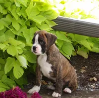 Frank, a male Boxer for sale in Newville, PA – 3 of 6