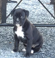 Sky, a female Boxer for sale in Newville, PA – Photo 2 of 4