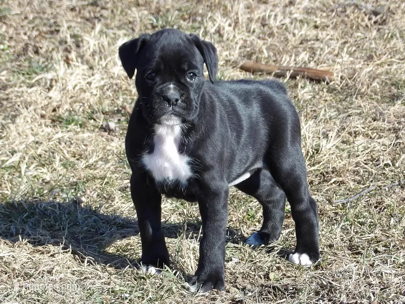 Sky, a female Boxer for sale in Newville, PA – Photo 1 of 4