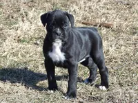 Sky, a female Boxer for sale in Newville, PA – Photo 1 of 4