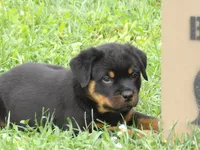 Midnight , a male Rottweiler for sale in Newville, PA – 2 of 5
