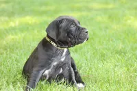 Summer, a female Cane Corso for sale in Womelsdorf, PA – 3 of 5