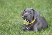Sage, a female Cane Corso for sale in Womelsdorf, PA – 2 of 6