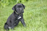 Jackie, a female Cane Corso for sale in Womelsdorf, PA – 2 of 4
