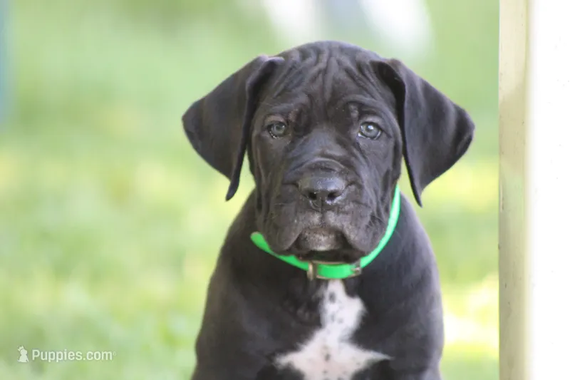 Enzo  – Cane Corso puppy for sale in Womelsdorf, PA