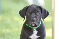 Enzo , a male Cane Corso for sale in Womelsdorf, PA – 1 of 5