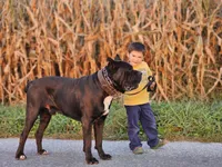 Aspen, a female Cane Corso for sale in Womelsdorf, PA – 6 of 6
