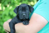 Jackie, a female Cane Corso for sale in Womelsdorf, PA – 1 of 4