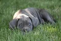 Xena, a female Cane Corso for sale in Womelsdorf, PA – 3 of 6