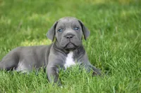 Willow, a female Cane Corso for sale in Womelsdorf, PA – 1 of 4