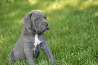Willow, a female Cane Corso for sale in Womelsdorf, PA – 2 of 4
