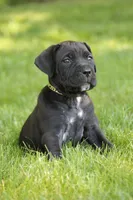 Summer, a female Cane Corso for sale in Womelsdorf, PA – 2 of 5