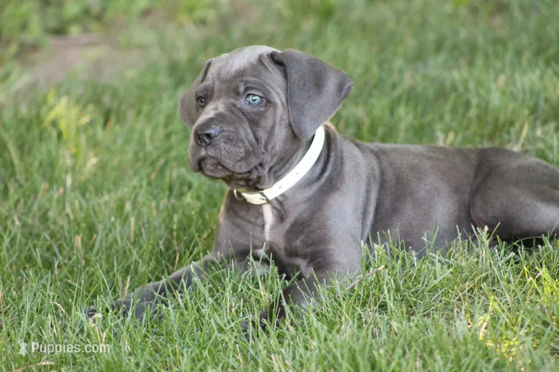 Xena – Cane Corso puppy for sale in Womelsdorf, PA
