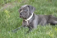 Xena, a female Cane Corso for sale in Womelsdorf, PA – 1 of 6