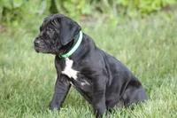Enzo , a male Cane Corso for sale in Womelsdorf, PA – 2 of 5
