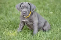 Sage, a female Cane Corso for sale in Womelsdorf, PA – 3 of 6