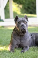 Xena, a female Cane Corso for sale in Womelsdorf, PA – 6 of 6