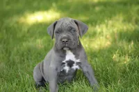 Aspen, a female Cane Corso for sale in Womelsdorf, PA – 2 of 6