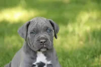 Aspen, a female Cane Corso for sale in Womelsdorf, PA – 4 of 6